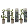 Plant in a Box Bramenplant - Set van 3 - Rubus Thornless - Hoogte 25-40cm - ⌀9cm New