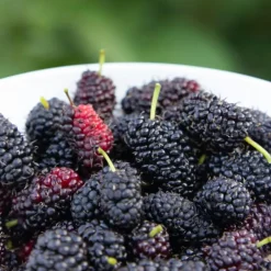 Plant in a Box Bramenplant - Set van 3 - Rubus Thornless - Hoogte 25-40cm - ⌀9cm New