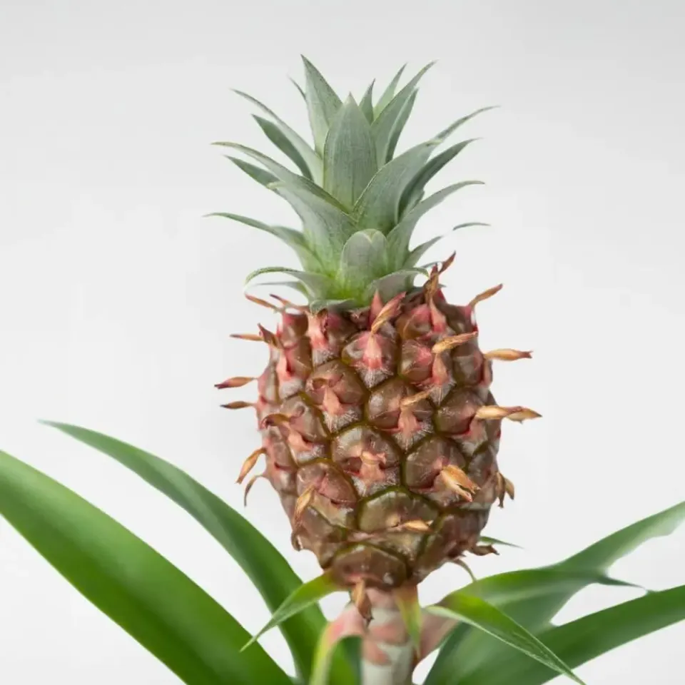 Plant in a Box Bromelia - Ananas comosus 'Mi Amigo' - Hoogte 35-45cm - ⌀12cm Discount