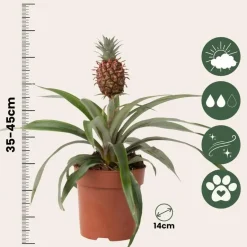 Plant in a Box Bromelia - Ananas comosus 'Mi Amigo' - Hoogte 35-45cm - ⌀12cm Discount
