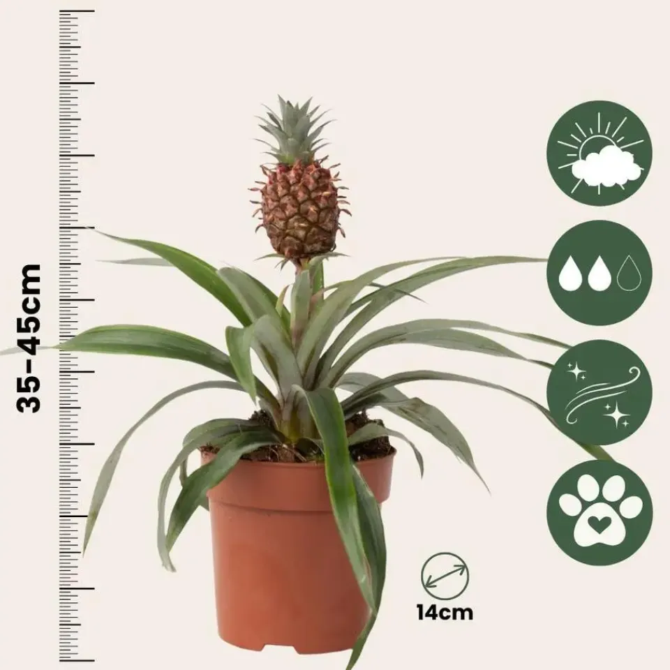 Plant in a Box Bromelia - Ananas comosus 'Mi Amigo' - Hoogte 35-45cm - ⌀12cm Discount