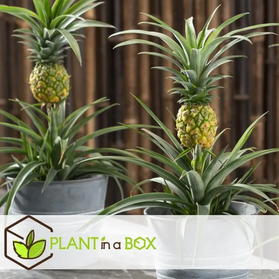 Plant in a Box Bromelia - Ananas comosus 'Mi Amigo' - Hoogte 35-45cm - ⌀12cm Discount