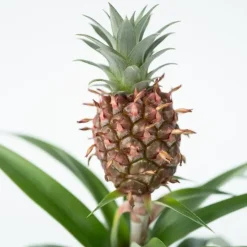 Plant in a Box Bromelia - Ananas comosus 'Mi Amigo' - Hoogte 35-45cm - ⌀12cm Discount