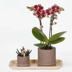 Plant in a Box Cadeauset orchidee 'Cocktail S' - Phalaenopsis - Hoogte 30cm New