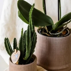 Plant in a Box Cadeauset orchidee 'Cocktail S' - Phalaenopsis - Hoogte 30cm New