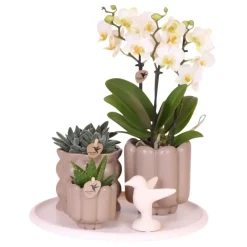 Plant in a Box Cadeauset orchidee 'White Tray XL' - Phalaenopsis - Hoogte 35cm Best