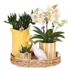 Plant in a Box Cadeauset orchidee 'Yellow XL' - Phalaenopsis - Hoogte 35cm Discount