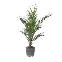 Plant in a Box Canarische Dadelpalm - Phoenix canariensis - Hoogte 80-100cm - ⌀19cm Best