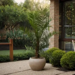 Plant in a Box Canarische Dadelpalm - Phoenix canariensis - Hoogte 80-100cm - ⌀19cm Best