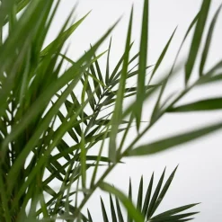 Plant in a Box Canarische Dadelpalm - Phoenix canariensis - Hoogte 80-100cm - ⌀19cm Best