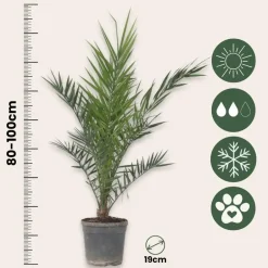 Plant in a Box Canarische Dadelpalm - Phoenix canariensis - Hoogte 80-100cm - ⌀19cm Best