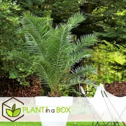 Plant in a Box Canarische Dadelpalm - Phoenix canariensis - Hoogte 80-100cm - ⌀19cm Best
