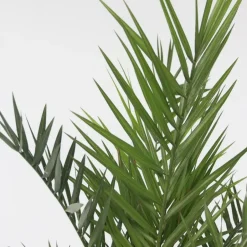 Plant in a Box Canarische Dadelpalm - Phoenix canariensis - Hoogte 80-100cm - ⌀19cm Best