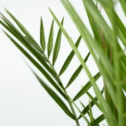 Plant in a Box Canarische Dadelpalm - Phoenix canariensis - Hoogte 80-100cm - ⌀19cm Best