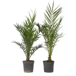 Plant in a Box Canarische Dadelpalm - Set van 2 - Phoenix canariensis - Hoogte 80-100cm - ⌀19cm