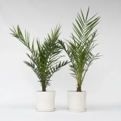 Plant in a Box Canarische Dadelpalm - Set van 2 - Phoenix canariensis - Hoogte 80-100cm - ⌀19cm
