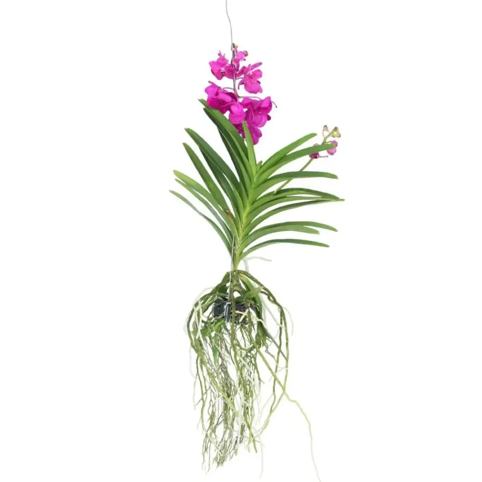 Plant in a Box Cerice Orchidee - Vanda 'Tayanee Cerise' - Hoogte 55-65cm Discount