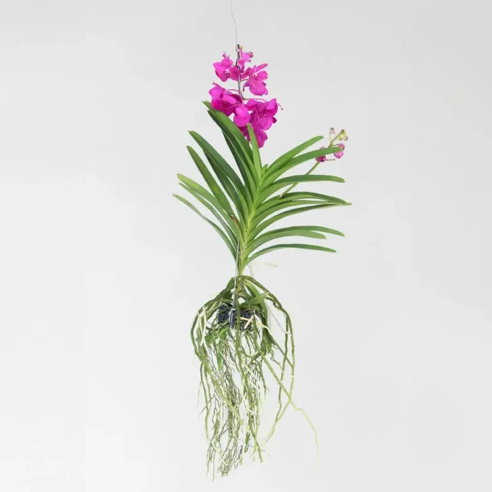 Plant in a Box Cerice Orchidee - Vanda 'Tayanee Cerise' - Hoogte 55-65cm Discount
