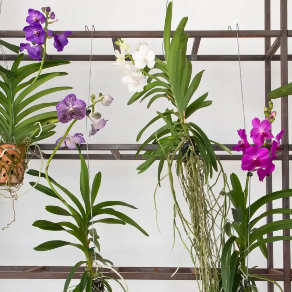 Plant in a Box Cerice Orchidee - Vanda 'Tayanee Cerise' - Hoogte 55-65cm Discount