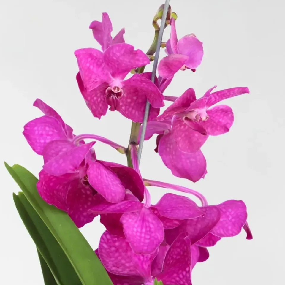 Plant in a Box Cerice Orchidee - Vanda 'Tayanee Cerise' - Hoogte 55-65cm Discount