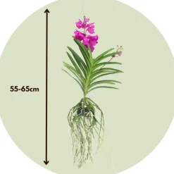 Plant in a Box Cerice Orchidee - Vanda 'Tayanee Cerise' - Hoogte 55-65cm Discount