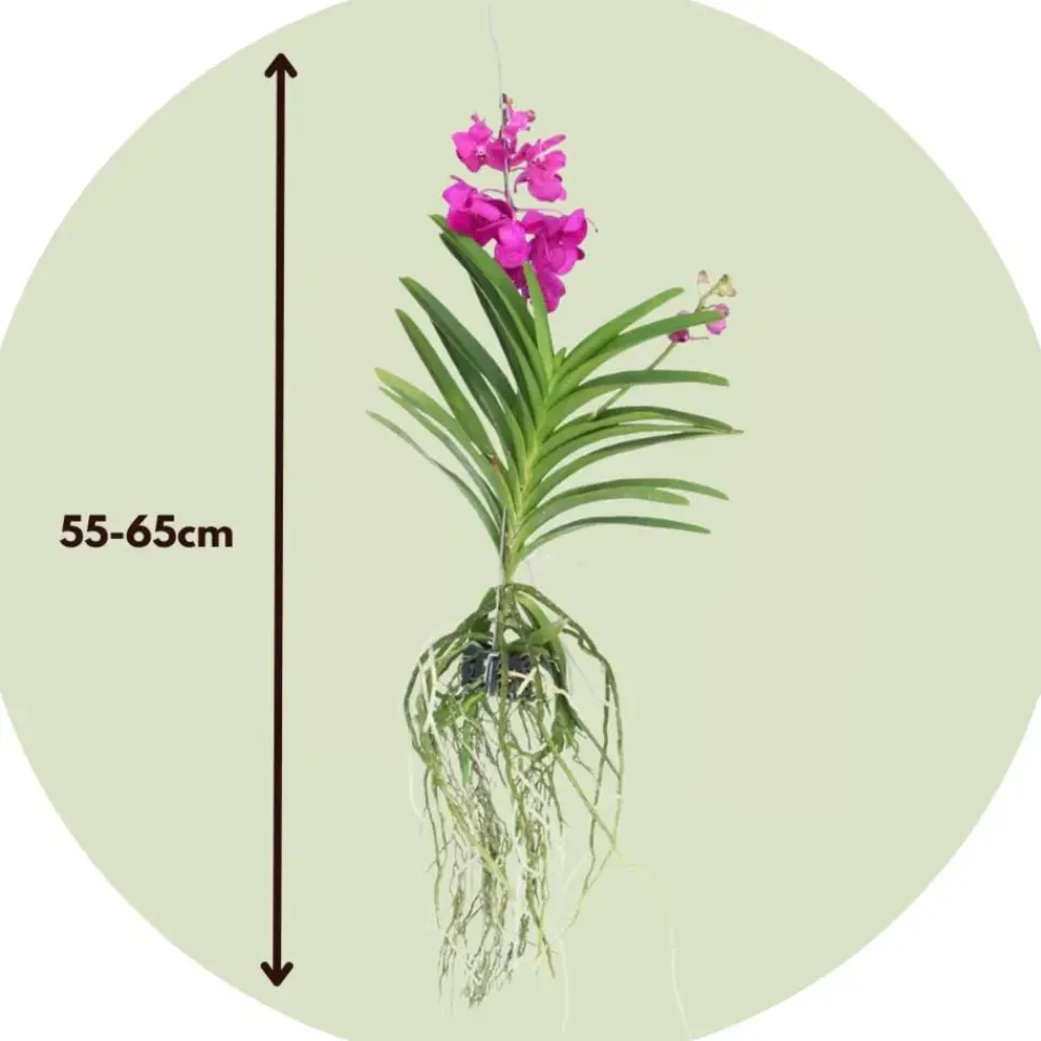 Plant in a Box Cerice Orchidee - Vanda 'Tayanee Cerise' - Hoogte 55-65cm Discount