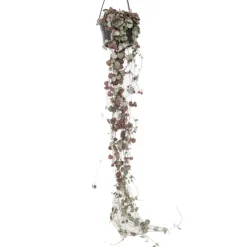 Plant in a Box Chinees lantaarnplantje - Ceropegia linearis Woodii - Hoogte 20-30cm - ⌀14cm Clearance