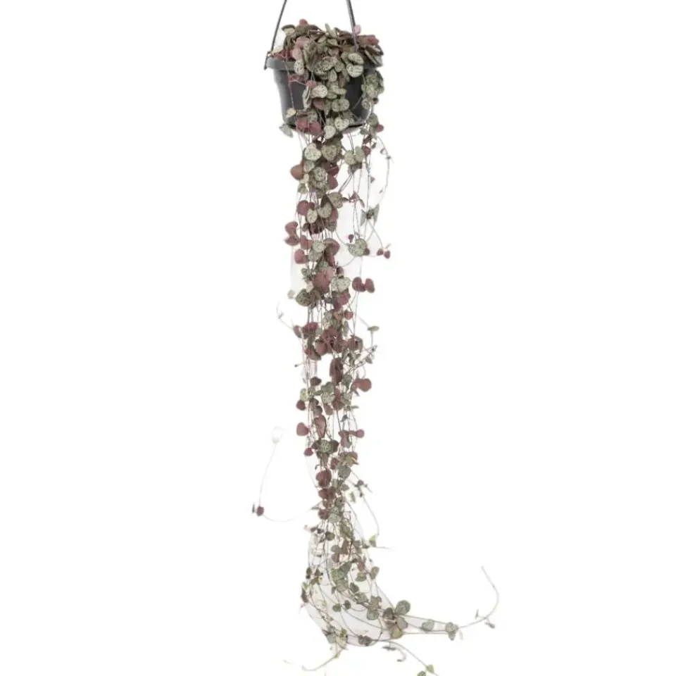 Plant in a Box Chinees lantaarnplantje - Ceropegia linearis Woodii - Hoogte 20-30cm - ⌀14cm Clearance