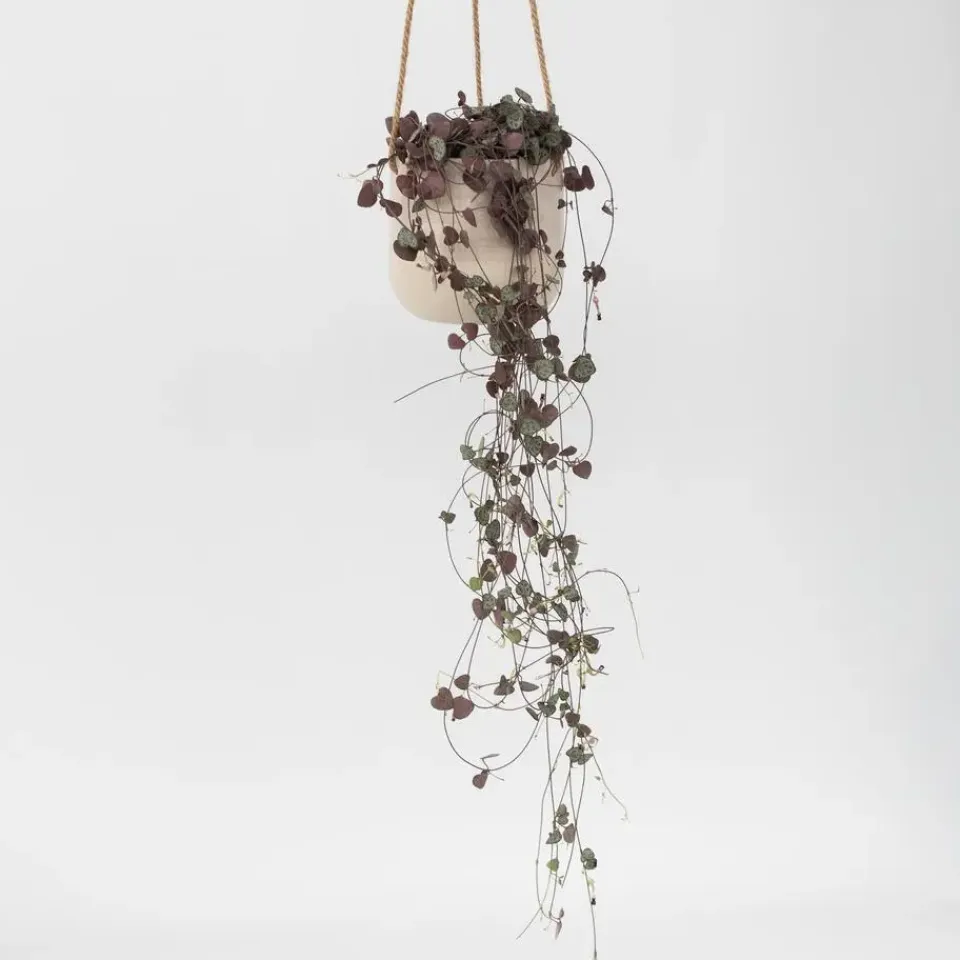 Plant in a Box Chinees lantaarnplantje - Ceropegia linearis Woodii - Hoogte 20-30cm - ⌀14cm Clearance