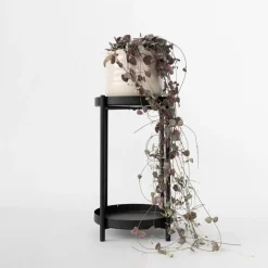 Plant in a Box Chinees lantaarnplantje - Ceropegia linearis Woodii - Hoogte 20-30cm - ⌀14cm Clearance