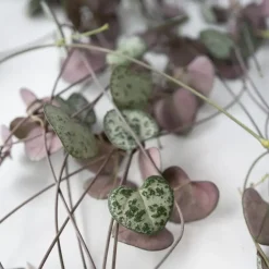 Plant in a Box Chinees lantaarnplantje - Ceropegia linearis Woodii - Hoogte 20-30cm - ⌀14cm Clearance