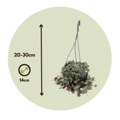 Plant in a Box Chinees lantaarnplantje - Ceropegia linearis Woodii - Hoogte 20-30cm - ⌀14cm Clearance