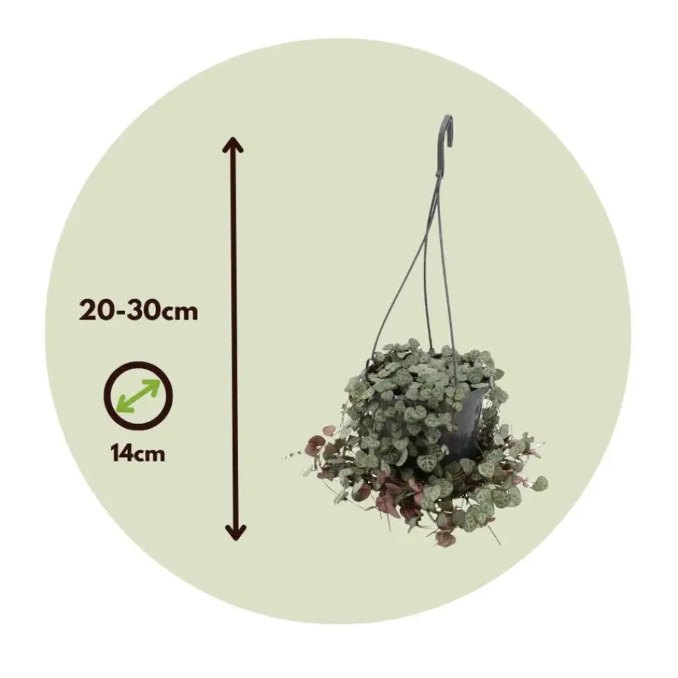 Plant in a Box Chinees lantaarnplantje - Ceropegia linearis Woodii - Hoogte 20-30cm - ⌀14cm Clearance