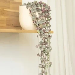 Plant in a Box Chinees lantaarnplantje - Ceropegia linearis Woodii - Hoogte 20-30cm - ⌀14cm Clearance