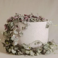 Plant in a Box Chinees lantaarnplantje - Ceropegia linearis Woodii - Hoogte 20-30cm - ⌀14cm Clearance