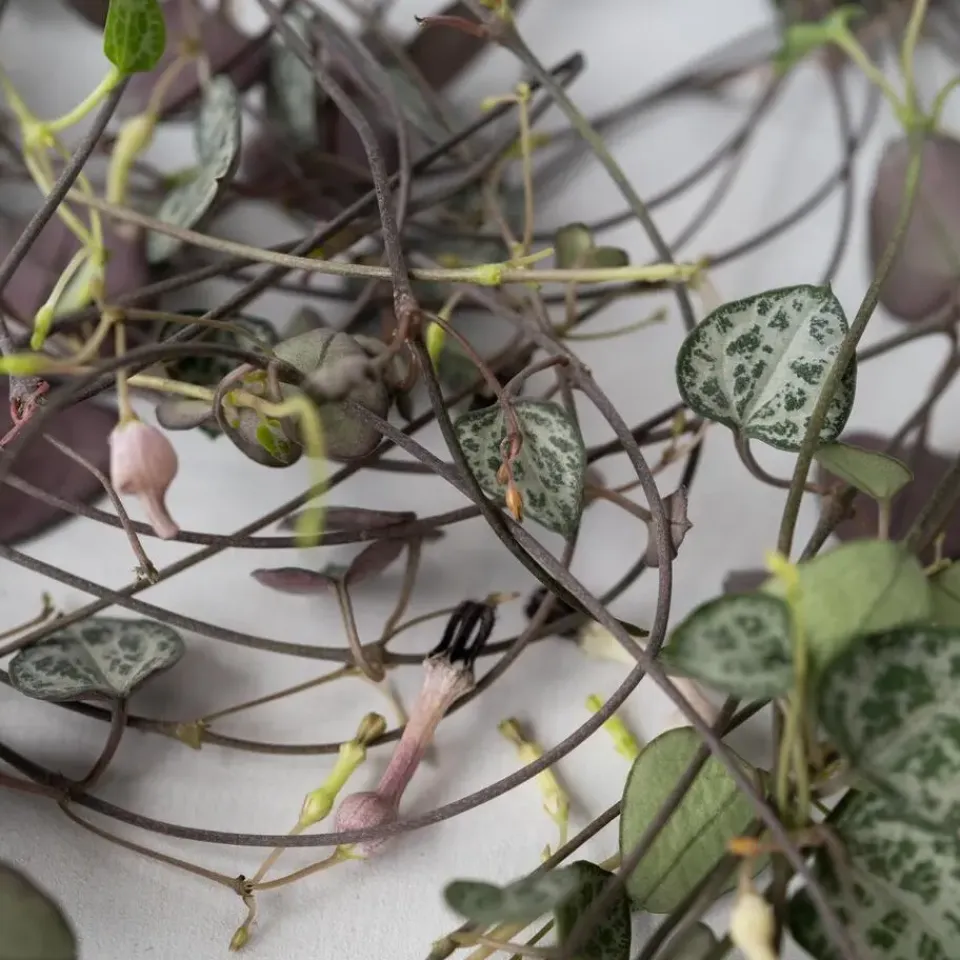 Plant in a Box Chinees lantaarnplantje - Ceropegia linearis Woodii - Hoogte 20-30cm - ⌀14cm Clearance