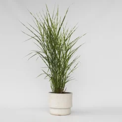 Plant in a Box Chinees prachtriet - Miscanthus sinensis 'Zebrinus' - Hoogte 20-30cm - ⌀23cm Best