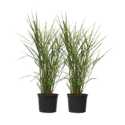 Plant in a Box Chinees prachtriet - Set van 2 - Miscanthus 'Zebrinus' - Hoogte 20-30cm - ⌀23cm Outlet