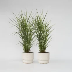 Plant in a Box Chinees prachtriet - Set van 2 - Miscanthus 'Zebrinus' - Hoogte 20-30cm - ⌀23cm Outlet