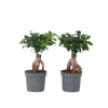 Plant in a Box Chinese vijg - Set van 4 - Ficus microcarpa - Hoogte 30-40cm - ⌀12cm Discount