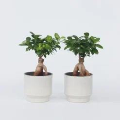 Plant in a Box Chinese vijg - Set van 4 - Ficus microcarpa - Hoogte 30-40cm - ⌀12cm Discount