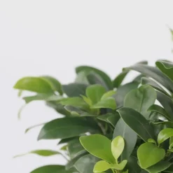 Plant in a Box Chinese vijg - Set van 4 - Ficus microcarpa - Hoogte 30-40cm - ⌀12cm Discount