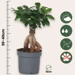Plant in a Box Chinese vijg - Set van 4 - Ficus microcarpa - Hoogte 30-40cm - ⌀12cm Discount