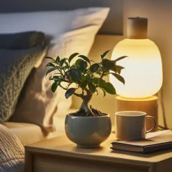 Plant in a Box Chinese vijg - Set van 4 - Ficus microcarpa - Hoogte 30-40cm - ⌀12cm Discount