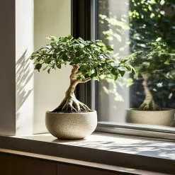Plant in a Box Chinese vijg - Set van 4 - Ficus microcarpa - Hoogte 30-40cm - ⌀12cm Discount