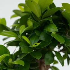 Plant in a Box Chinese vijg - Set van 4 - Ficus microcarpa - Hoogte 30-40cm - ⌀12cm Discount