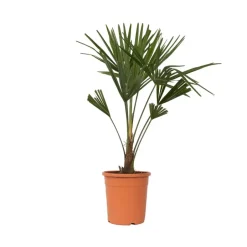 Plant in a Box Chinese Waaierpalm - Trachycarpus Fortunei - Hoogte 65-75cm - ⌀21cm Online