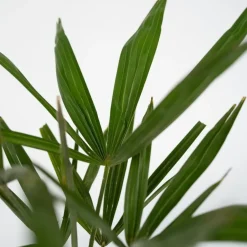 Plant in a Box Chinese Waaierpalm - Trachycarpus Fortunei - Hoogte 65-75cm - ⌀21cm Online