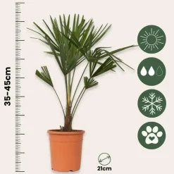 Plant in a Box Chinese Waaierpalm - Trachycarpus Fortunei - Hoogte 65-75cm - ⌀21cm Online