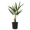 Plant in a Box Chinese Waaierpalm - Trachycarpus Fortunei - Hoogte 35-45cm - ⌀15cm Outlet